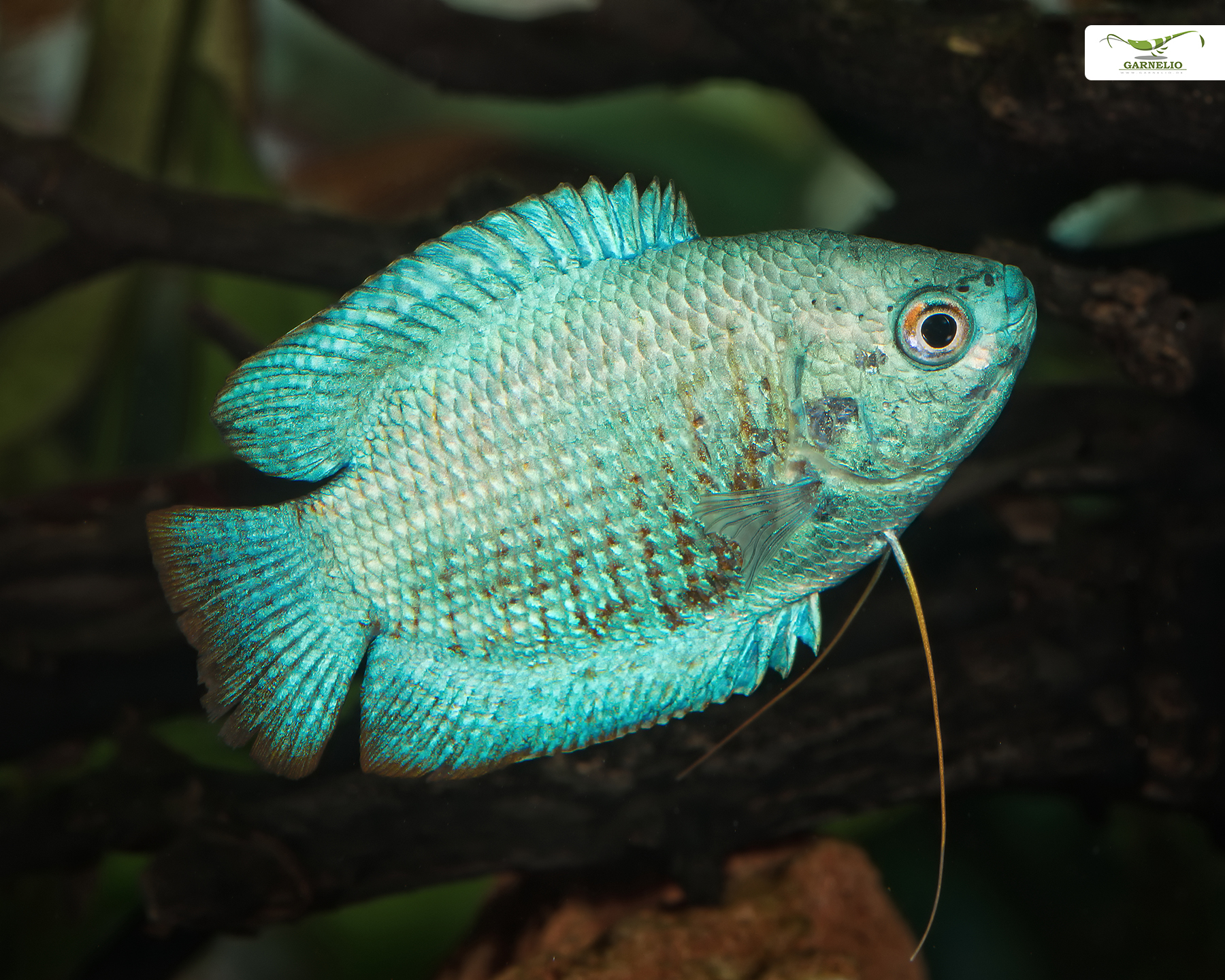 Flame Dwarf Gourami